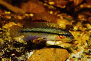 Parananochromis elobatus