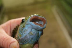 Petrochromis macrognathus kitumba c Cichlidenland