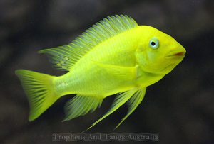 Petrochromis sp.Moshi Yellow