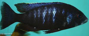 Placidochromis electra black face