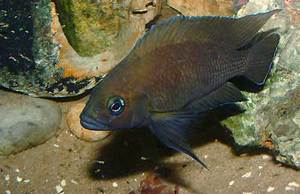 Variabilichromis moorii wiki