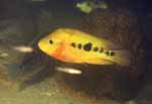 Amphilophus amarillo