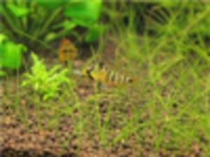 Apistogramma_baenshi_Inka_I-female