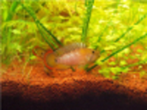 Apistogramma_baenshi_Inka_I-male