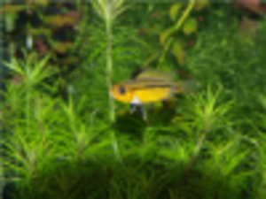 Apistogramma_eremnopyge_Rio_Tigre-female