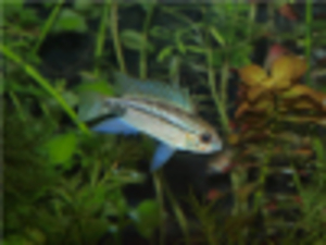 Apistogramma_eremnopyge_Rio_Tigre-male