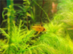 Apistogramma_hongsloi_Gold_Red-female
