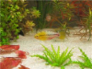 Apistogramma_hongsloi_Gold_Red-male