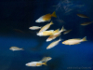 Cyprichromis_leptosoma_jumbo_Kitumba_albino_foto_by_Grenge_from_cichlids.ru_1-100px