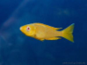 Cyprichromis_leptosoma_jumbo_Kitumba_albino_foto_by_Grenge_from_cichlids.ru_2-100px
