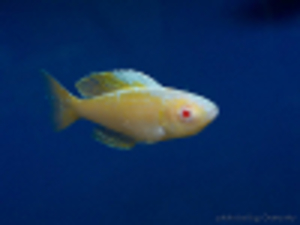 Cyprichromis_leptosoma_jumbo_Kitumba_albino_foto_by_Grenge_from_cichlids.ru_3-100px