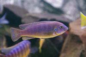 Labeotropheus fuelleborni (Katale) самиця